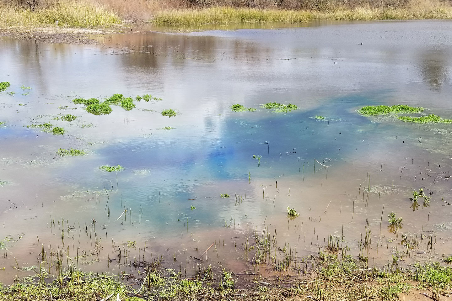 Concentrate Liquid Blue Pond Dye - Image 2